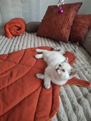 Reinrassige BKH Kitten.