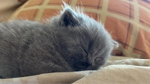 Wunderschönes Katzenmädchen aus liebevoller Aufzucht sucht ihr Zuhause   