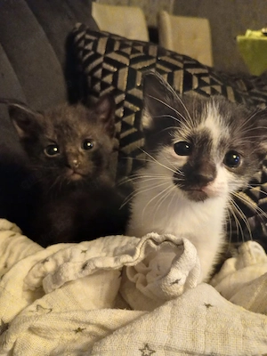 Siam Mix Kitten 
