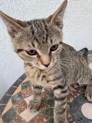 BKH Babykatzen Kitten Katzen