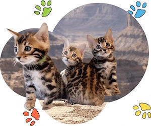 Wunderschöne Bengal-Kätzchen   12 Wochen alt