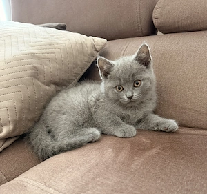 Süße BKH Kitten suchen liebevolles Zuhause 