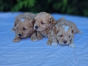 Maltipoo Welpen   liebevoll in der Familie aufgezogen