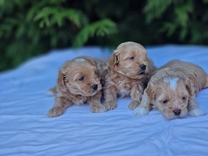 Maltipoo Welpen   liebevoll in der Familie aufgezogen