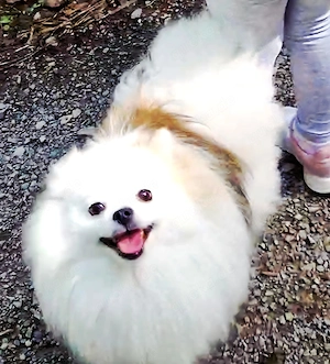 Pomeranian  Zwergspitz sucht neues Körbchen