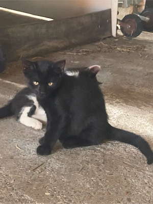 schwarzer Kater