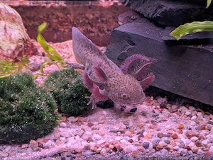 Verkaufe Axolotl 13 +15 cm gemustert 