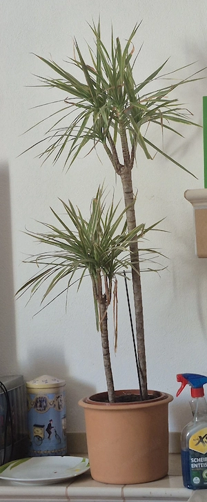Dracaena Marginata