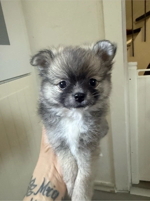 kleinspitz zwergspitz Pomeranian-Welpen suchen ihr Für-immer-Zuhause   