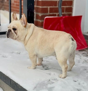 Liebenswerter Hund zu verkaufen   gesund, intelligent und ein toller Begleiter