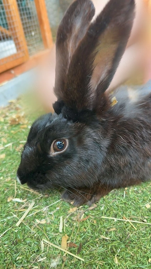 Schwarzes kaninchen abzugeben