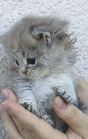 Bkh -blh kitten