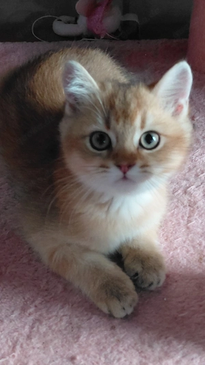Bkh kitten gold shaded 