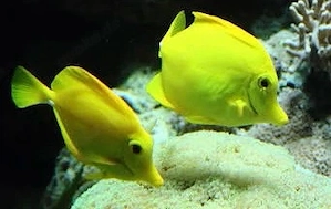 Meerwasser Pärchen Hawaii Fische