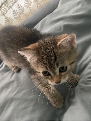 Hauskatzen