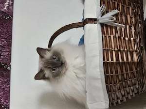 Ragdoll Geschwister dringend in gute Hände abzugeben 