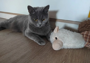 Süße BKH Katze