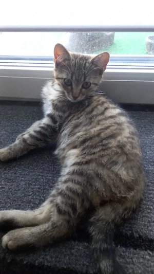Kleine kitten  Mädchen 