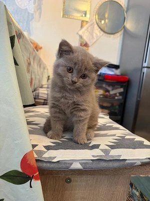 Britisch Kurzhaar Kitten (BSH) Lilac   11 Wochen alt Wir haben 3 wunderschöne Britisch Kurzhaar Kitt