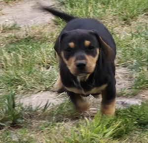 Jackrussell Dackel mix Rüde sucht 