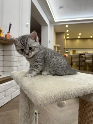BKH Kitten Silver Tabby Kater Katze Stubenrein 2 mal Geimpft, entwurmt Kastriert mit Impfpass