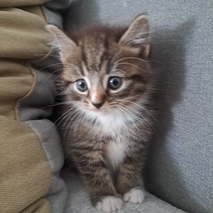 BKH Mix Babaykatzen Kitten