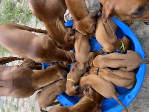 Rhodesian Ridgeback Welpen, sorgen garantiert für begeisterte Herrchen (RECHTS)  10 Monate