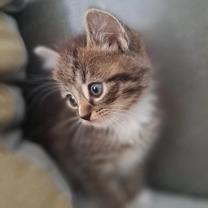 BKH Mix Babykatzen Kitten