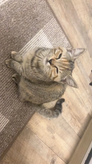 Hauskatze 