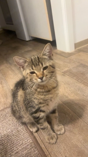 Hauskatze kater