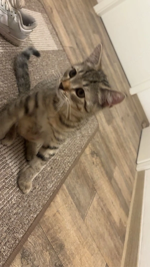 Hauskatze kater