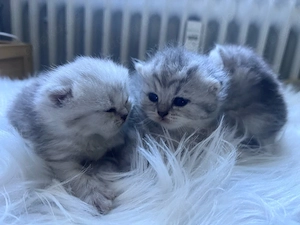 Wunderschöne Kitten suchen ein liebevolles Zuhause 