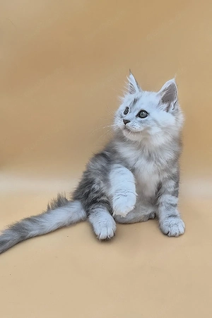 Wir stellen vor: Alice   Ein wahrhaft außergewöhnlicher Maine-Coon-Kater    Alice ist ein atemberaub