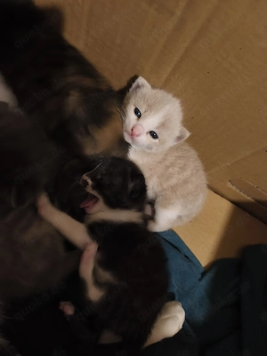 Katzenbabies  abzugeben
