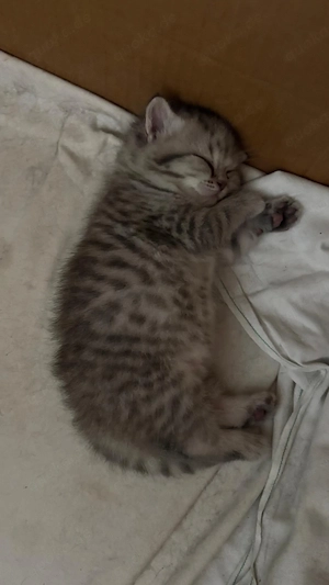 Baby kitten 