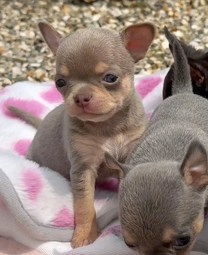 Reinrassige Chihuahua-Welpen 