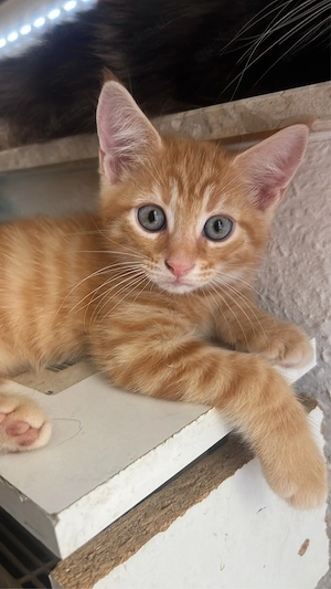 Maine Coon Mix Kitten 