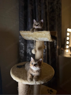 bkh kitten 