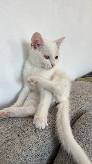 bkh-baby katze