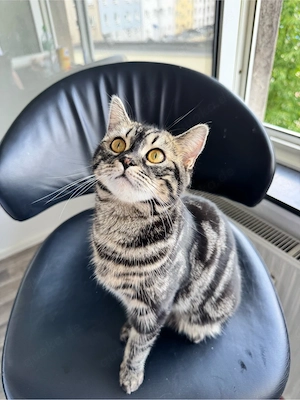 Bengal BKH mix katze 