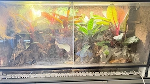 Regenwaldterrarium mit oophaga pumilio red frog beach