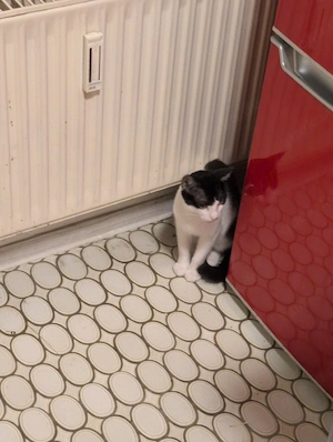 Sphynx BKH Kater