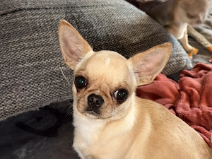 Chihuahua Hündin 