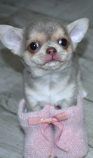 Chihuahua Rüde