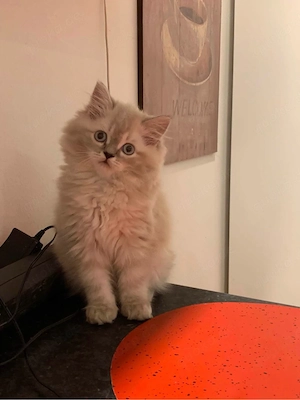 Ragdoll 3 Monate alt 