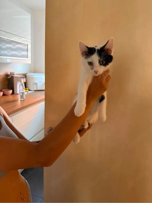 BKH und EKH Kitten zu verkaufen 