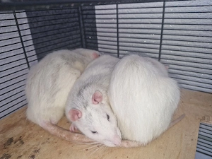 3 sehr zahme Ratten Männchen mit Käfig suchen liebevolles zuhause