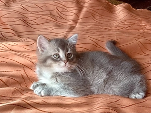 Graublaues Katzenmädchen im BKH-Typ   sanfter Blick, besondere Ausstrahlung