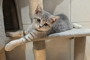 BKH Britisch Kurzhaar Kitten 