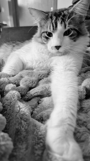 Maincoon Kater